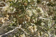 Ambrosia eriocentra