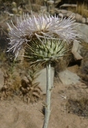 Cirsium neomexicanum