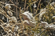 Mirabilis multiflora
