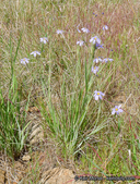 Western Blue-eyed-grass