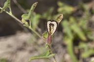 Aristolochia coryi
