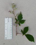 Rubus rubritinctus