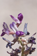 Astragalus parvus