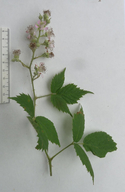 Rubus adscitus