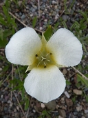 Three Spot Mariposa Lily