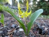 Yellow Avalanche Lily