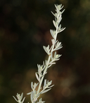 Artemisia ludoviciana ssp. ludoviciana