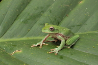 Ecnomiohyla miotympanum