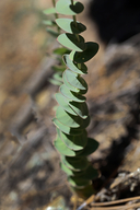 Streptanthus barbatus