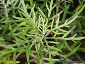Artemisia palmeri