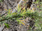 Artemisia palmeri