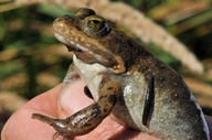 Rana pretiosa