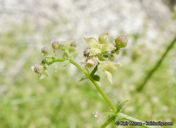 Galium angustifolium ssp. borregoense