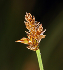 Carex jonesii