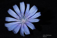 Cichorium intybus
