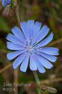 Cichorium intybus