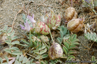Astragalus lentiginosus var. antonius