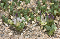 Trifolium wigginsii