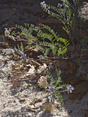 Astragalus gruinus