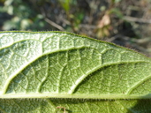 Lonicera involucrata