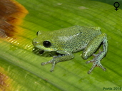Hyperolius viridiflavus