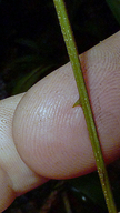 Senegalia pteridifolia