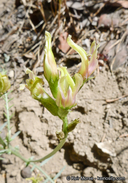 Astragalus bicristatus