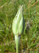 Microseris laciniata ssp. laciniata
