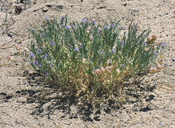 Astragalus gruinus
