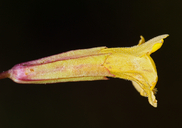 Mimulus primuloides var. linearifolius