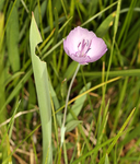 Calochortus nudus