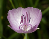 Calochortus nudus