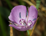 Calochortus nudus