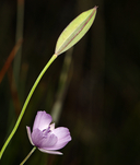 Calochortus nudus