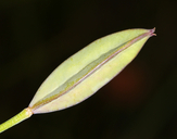 Calochortus nudus