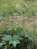 Heracleum maximum