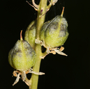 Hastingsia alba