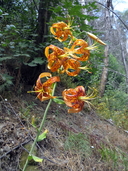 Lilium humboldtii ssp. ocellatum