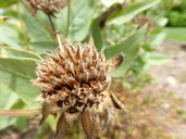 Agnorhiza elata