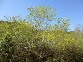 Salix lasiandra var. lasiandra