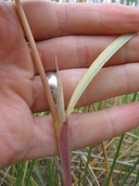 Ammophila arenaria