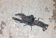 Procambarus primaevus
