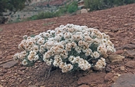 Eriogonum bicolor