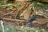 Ambystoma macrodactylum