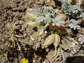 Astragalus lentiginosus var. lentiginosus