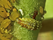 Aphis nerii