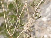 Talinopsis frutescens
