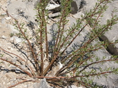 Jatropha dioica var. graminea