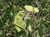 Senegalia crassifolia