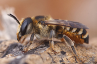 Megachile albisecta